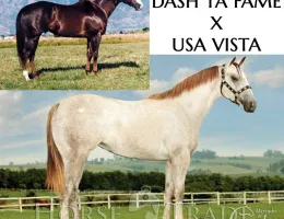 USA VISTA