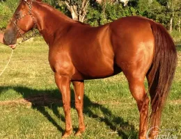 SMART HICKORYDOC NHO