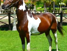BRUTUS DO VALE SNW