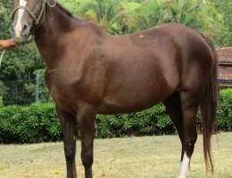 BARBARELA DOC
