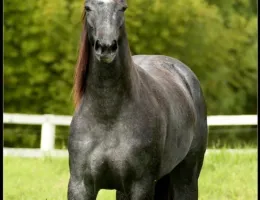 REAL APOLLO OREILLE