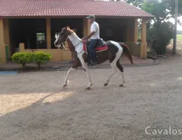 BALU