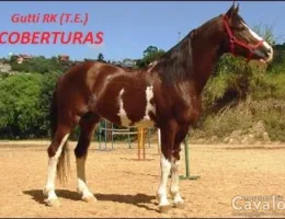 GUTTI RK (T.E.)