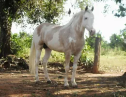 PRINCIPE