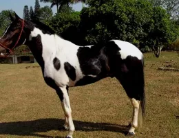 PINTURA DO APACHI
