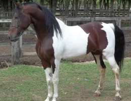 DOMINANTE TRÊS REYS