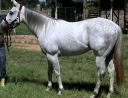 SPECIAL ENVOY