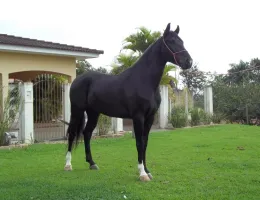 JANGO