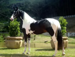 IMPERADOR DO VALE SNW
