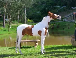 CRISTAL DO VALE SNW