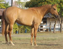 GOLDEN LITTLE ENC