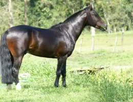 COBIÇADO DO VALE ENCANTADO