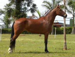 PRIMAVERA RJR