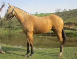 ZAFIRA WOOD