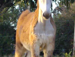 LANDAU DA BISA