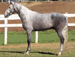 COMPADRE V8