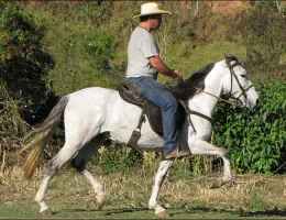 TOP DA PEGADA