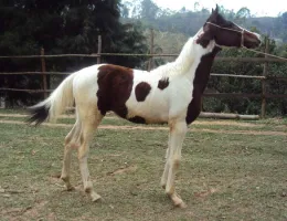 COLORAL DO CAPU