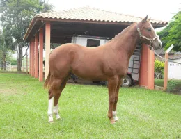 Sem nome Informado - 12254