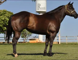 MISS BLACK ROYAL