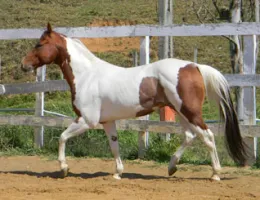 CRYSTAL LENA HC