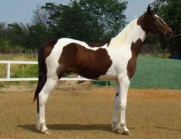 LAREDO ZEL (TE)
