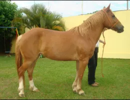 NATIVA DA TIPUANA