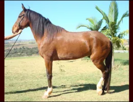 GAVIÃO