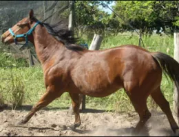 Sem nome Informado - 9603