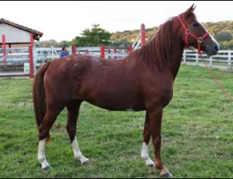 CHACAL
