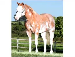 FLICKA ROYAL THUNDER RP