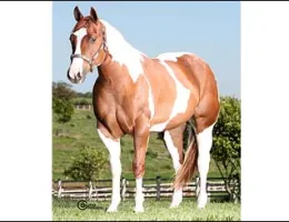 LADY ROYAL THUNDER RP