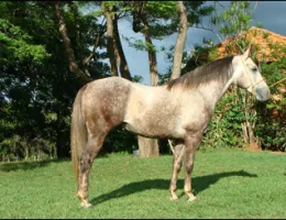 EOLO BEDUINO MF