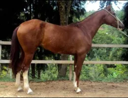 DALILA NLB