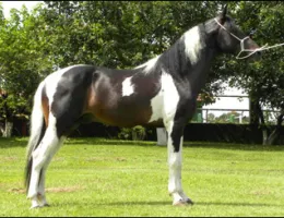 APACHE RJR