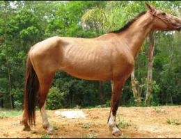 JULIETA HIL