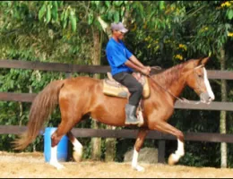 FOGUEIRA HIL