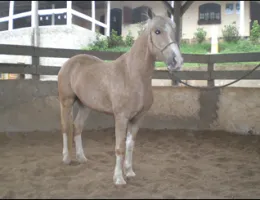 YÓCHI