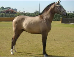 DAMASCO SHANGGRILLA