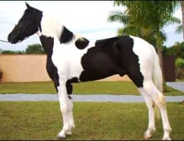 ESPLENDOR 3M