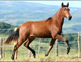 HIMALAIA INGLATERRA