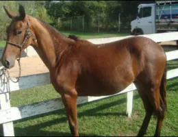 GURIA DO HARAS ALICE