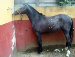 FRAMBOESA DO HARAS ALICE