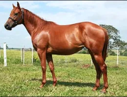 MH UZZI JET