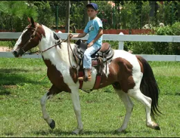 APACHE DO ARANHA