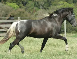 HIMALAIA PINTASSILGO