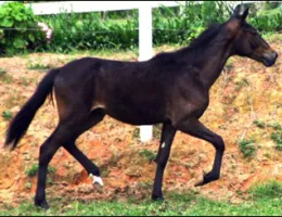 FOGUETE DA LUA FORTE