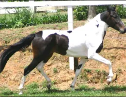 ESTIO DA LUA FORTE