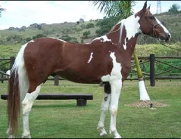 TUPA DO VALE SNW