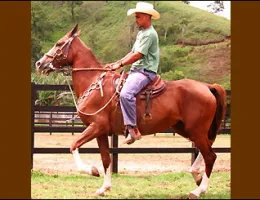 Sem nome Informado - 4102